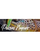 Poissons nageurs