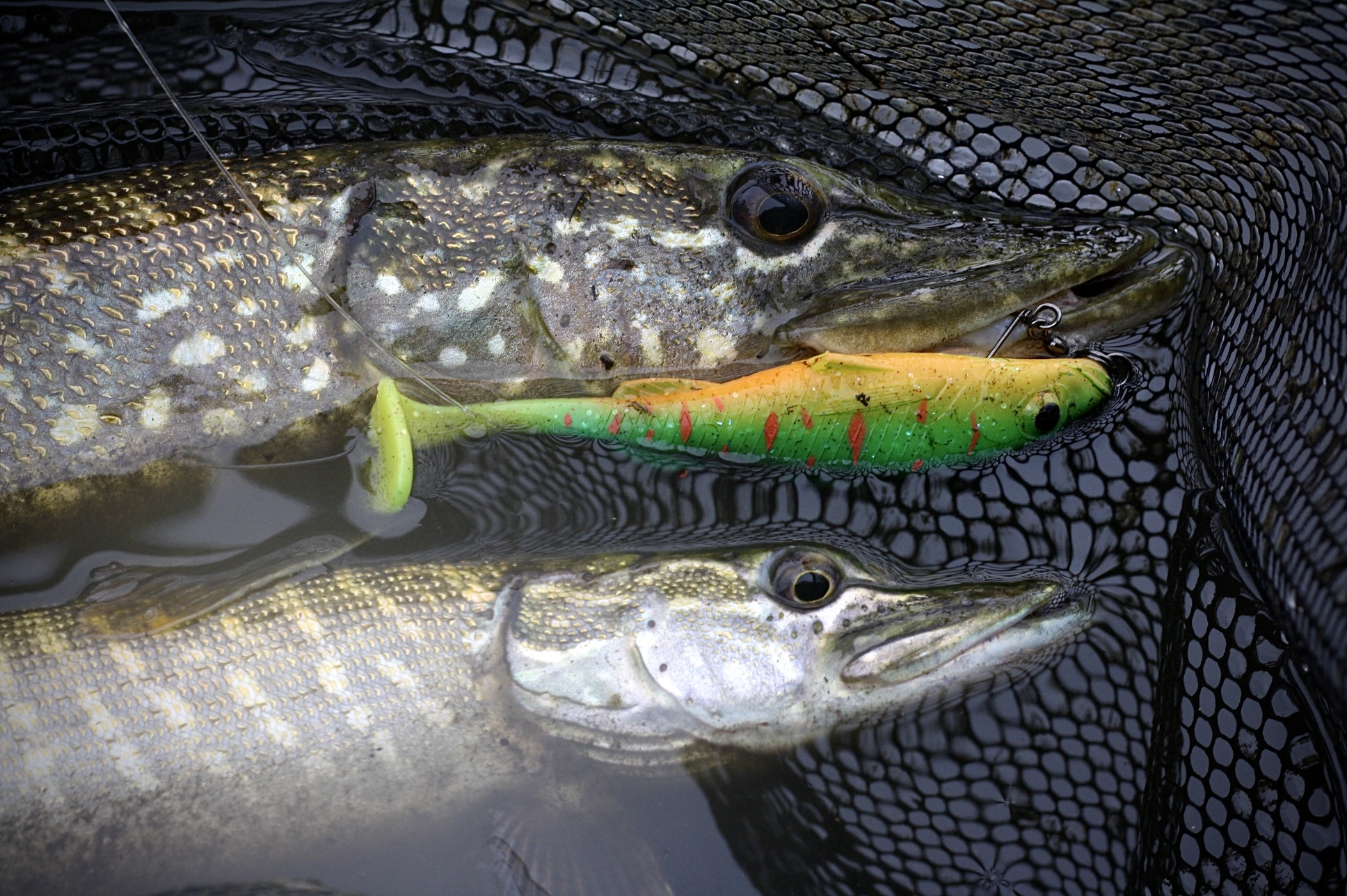 Choisir la bonne vibration pour pêcher le brochet au leurre souple