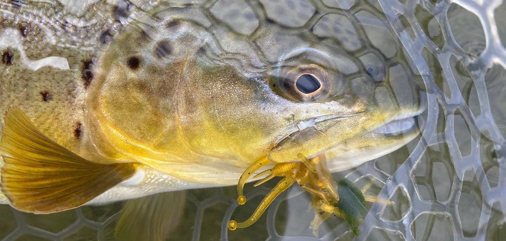 Photo d'une truite prise à l'Insecte Sico Lure