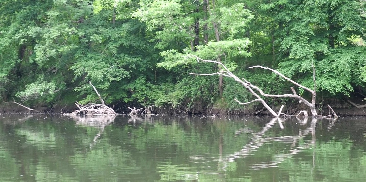 Arbre immergé, rivière