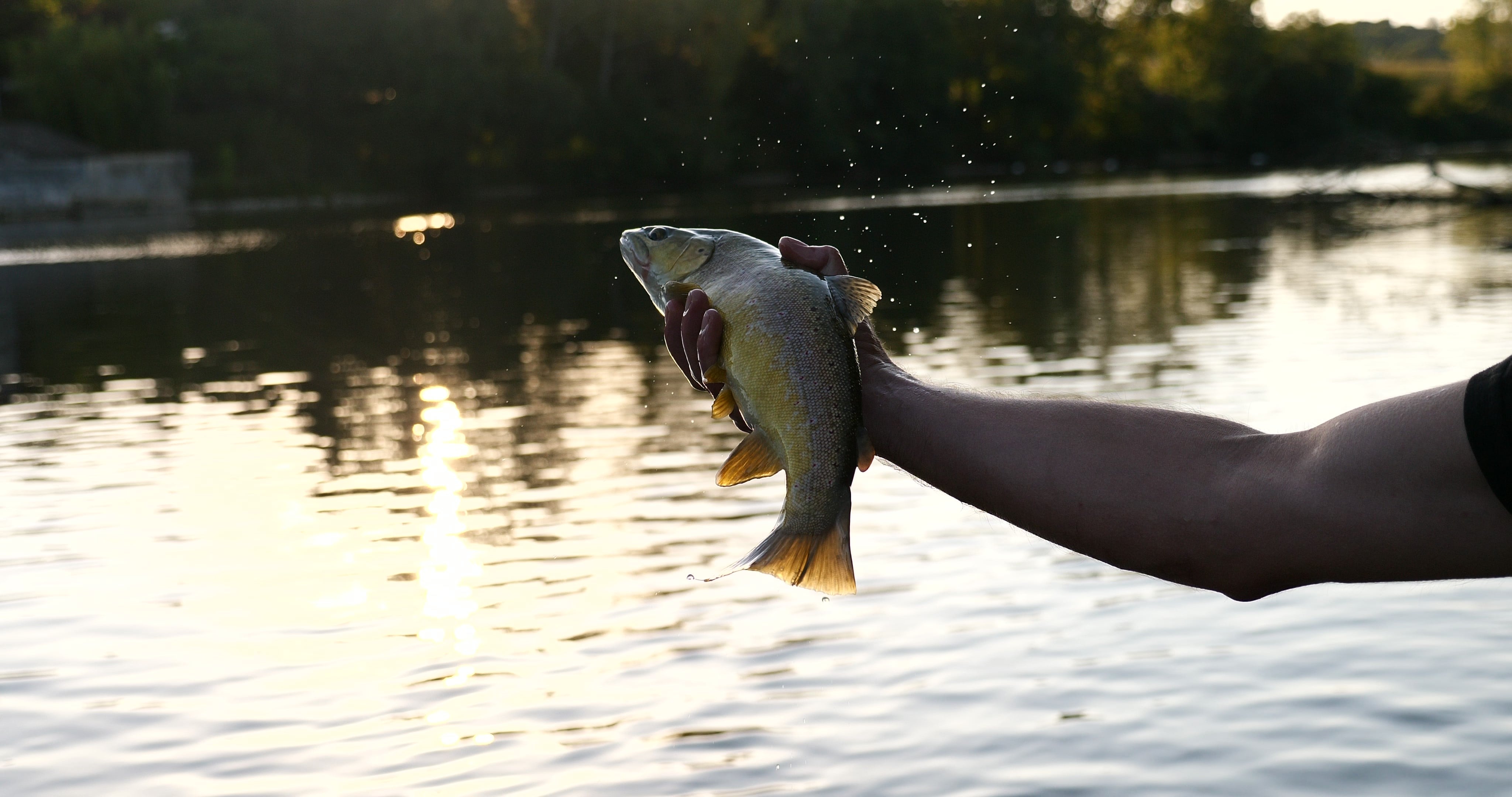 Les techniques incontournables pour pêcher la truite en rivière