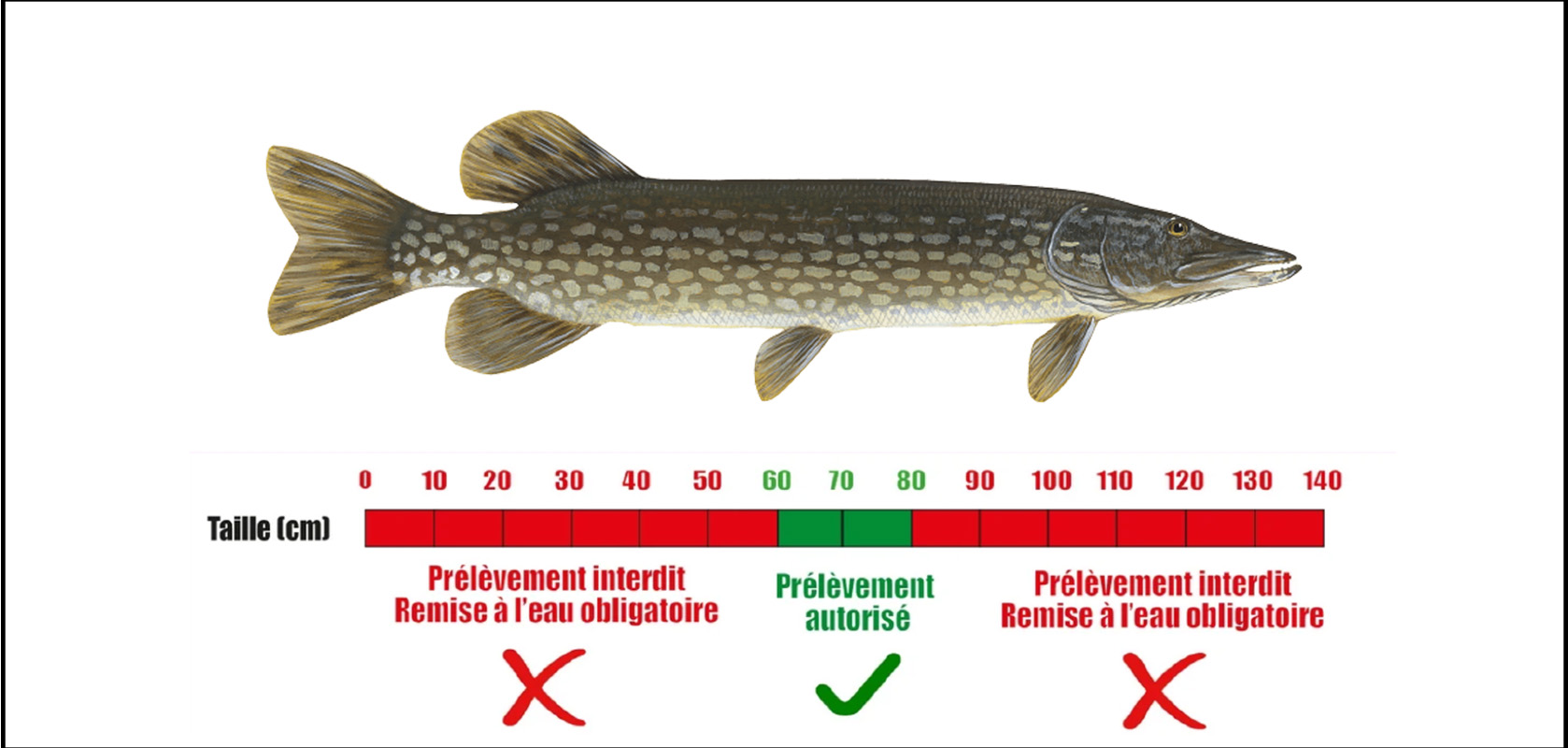 fenetre de capture du brochet 2024