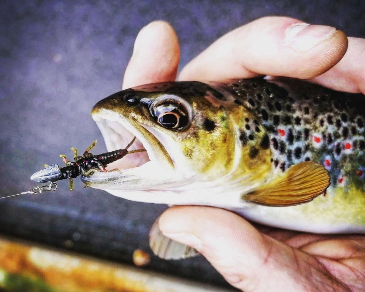 Pêche de la truite : bien choisir la couleur de son leurre en