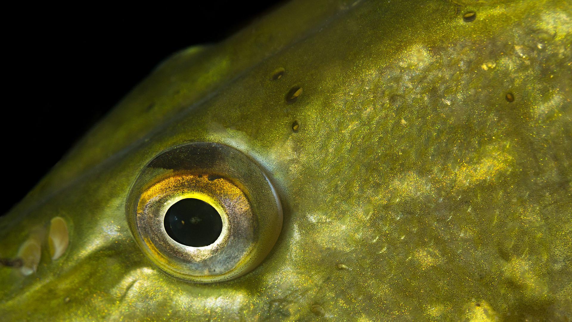 Dossier brochet : le top des techniques estivales (3) - Gros leurre souple  au-dessus des herbiers - Peche et Poissons